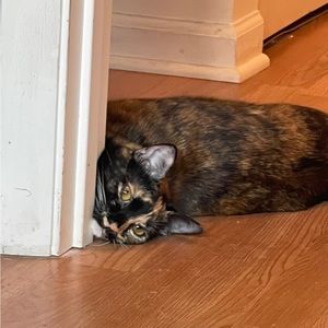 Meet your Posher, Angel